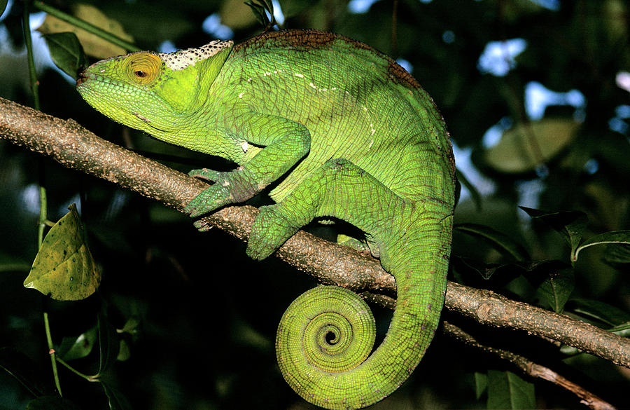 Parson's Chameleon Photograph by Louise Murray/science Photo Library ...