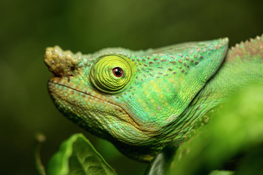 Parsons Chameleon, Madagascar Photograph by Paul Souders