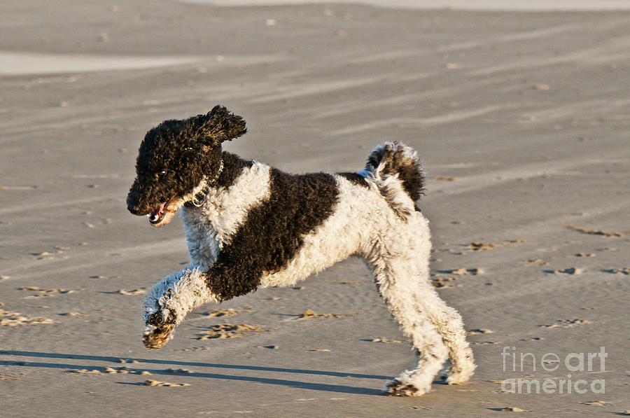Parti Poodle Running On Beach Photograph by William H. Mullins