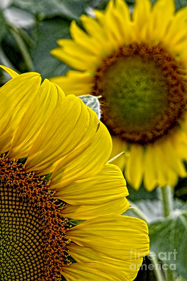 Sunflower Photograph - Partial Eclipse by Gary Holmes