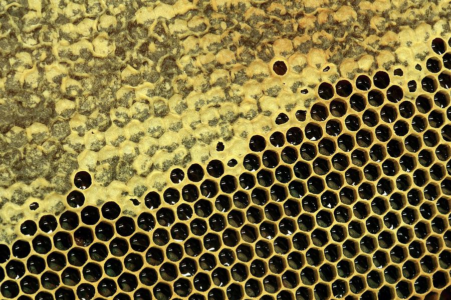 Insects Photograph - Partially Capped Honeycomb by Mauro Fermariello