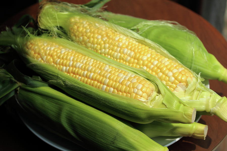 Partially Husked Corn On The Cob Photograph by Copyright Crezalyn Nerona Uratsuji