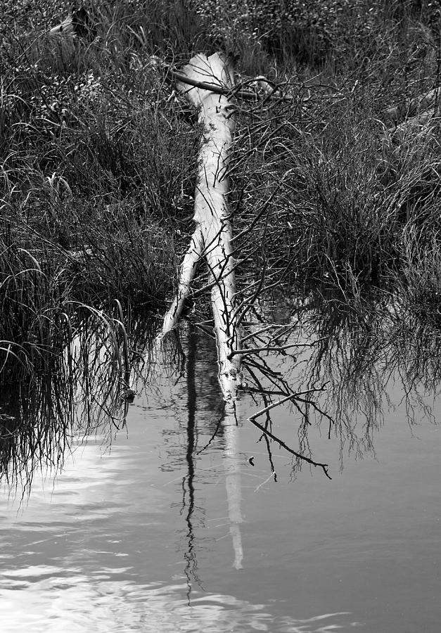 Partially submerged tree Photograph by Patrick Derickson