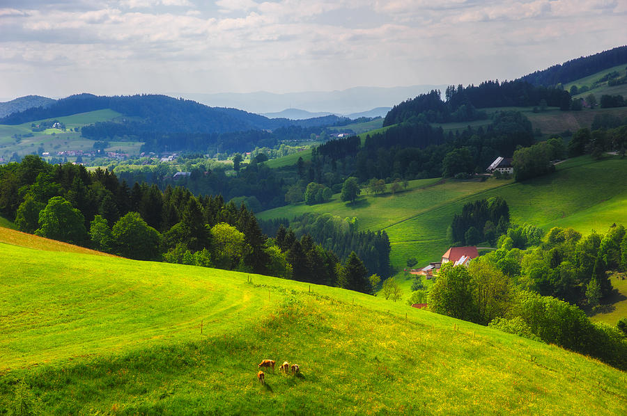 Partly Sunny at Black Forest Photograph by Shuwen Wu