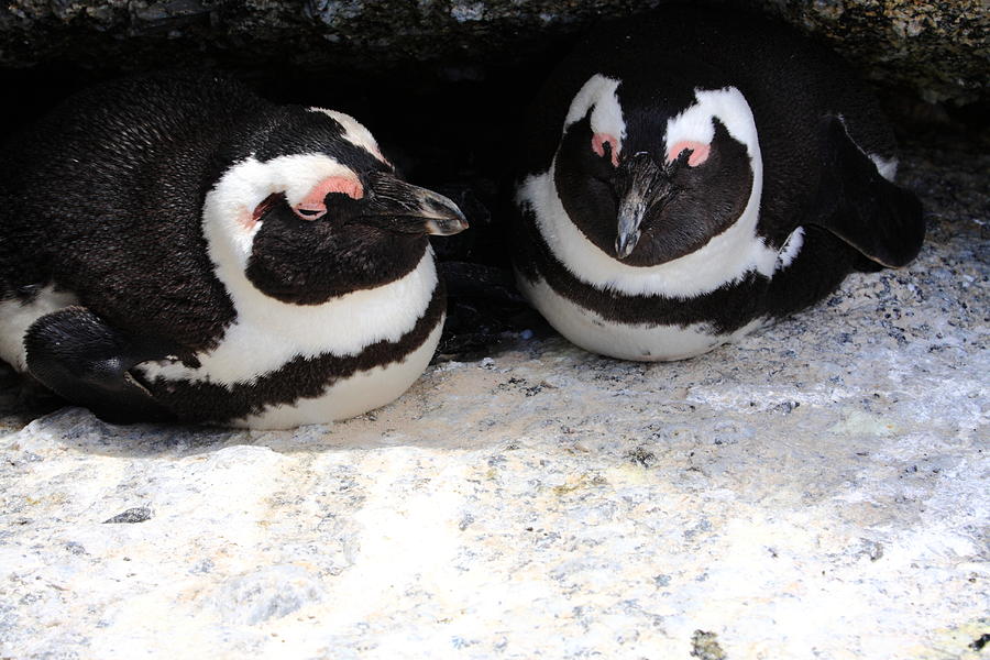 Partners For Life, The African Penguin  Photograph by Aidan Moran