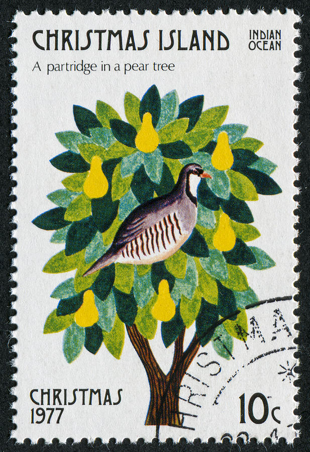 Partridge In A Pear Tree Stamp Photograph by Traveler1116