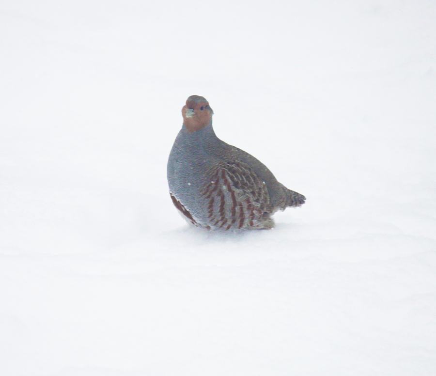 Partridge in Snow Photograph by Donna L Munro