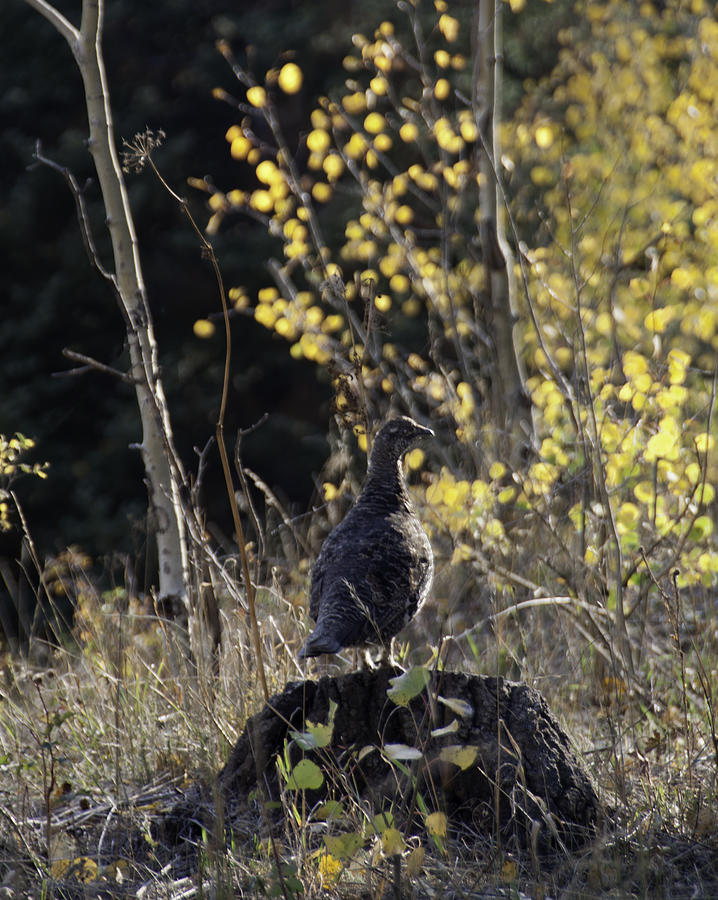 Partridge on Pine Stump Photograph by Daniel Hebard