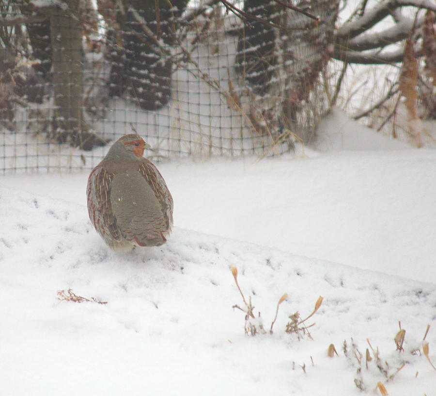 Partridge Walking in Snow Photograph by Donna L Munro