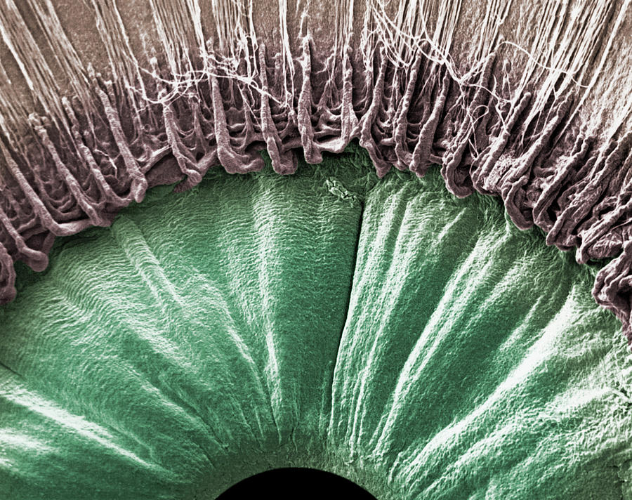 parts-of-the-human-eye-from-the-inside-photograph-by-dr-fred-hossler