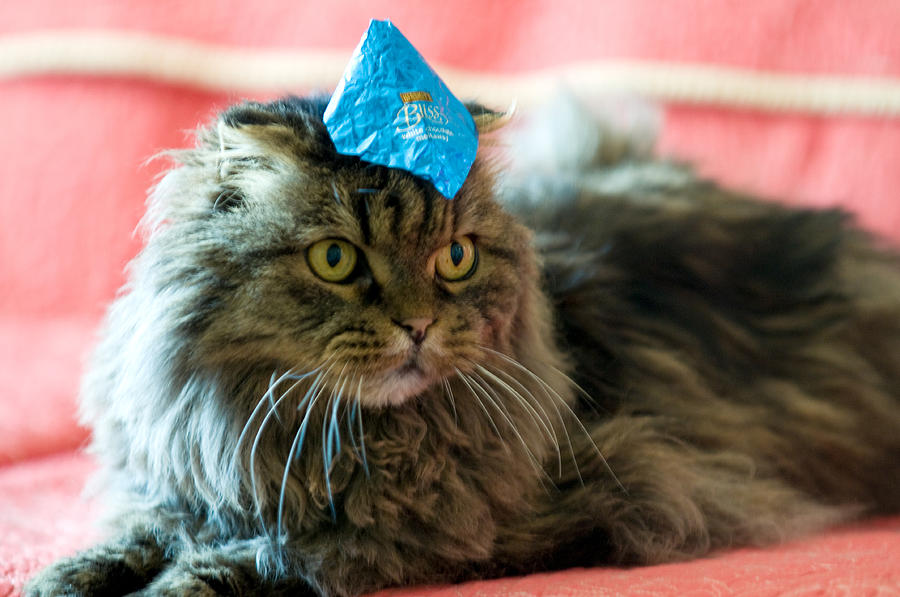 Party Cat Photograph by Robert Culver