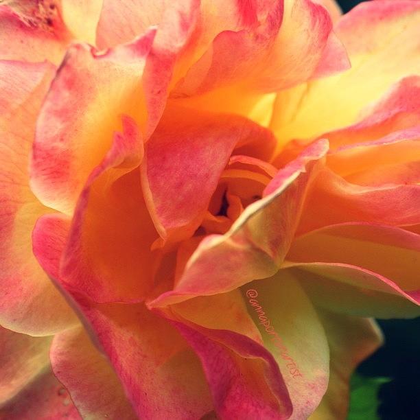 Noedit Photograph - Party Colors - Roses In My Garden by Anna Porter