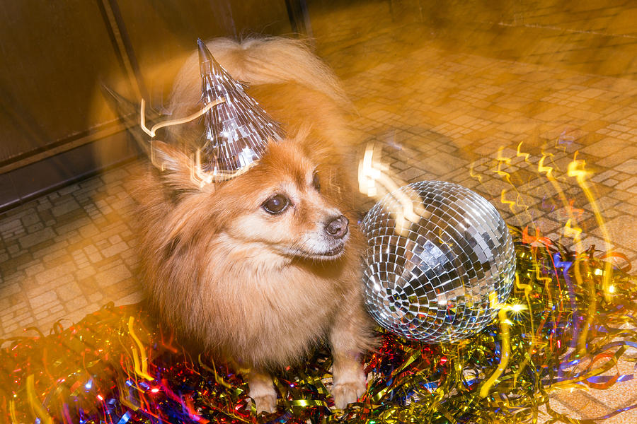 Party Dog Birthday Dog New Years Eve Dog Wearing Party Hat Photograph by Jena Ardell