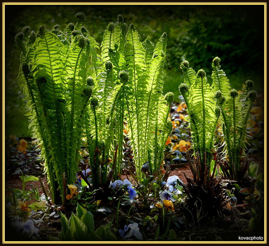 Nature Photograph - Party Ferns by David Kovac
