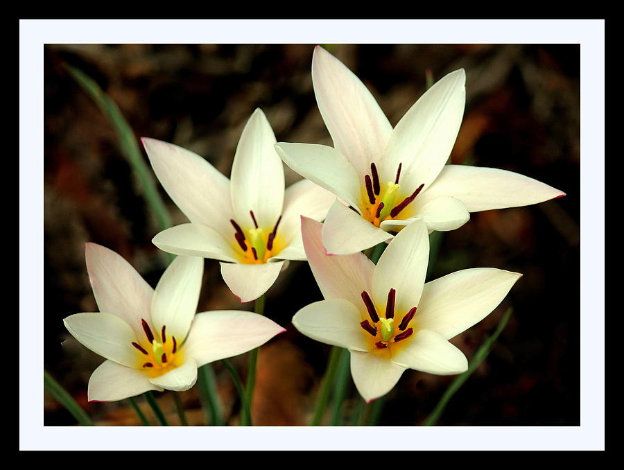 Spring Photograph - Party of Four by Rosanne Jordan