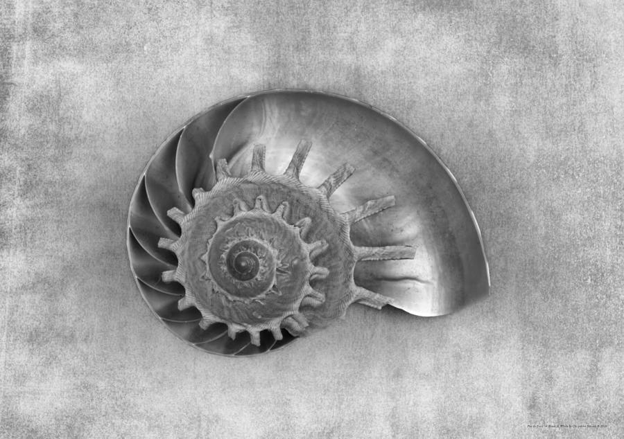 Shell Photograph - Pas de Deux in Black and White by Chrystyne Novack