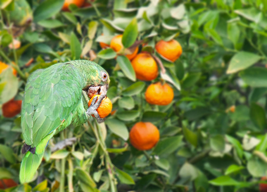 Pasadena Parrot Photograph by Darren Bradley
