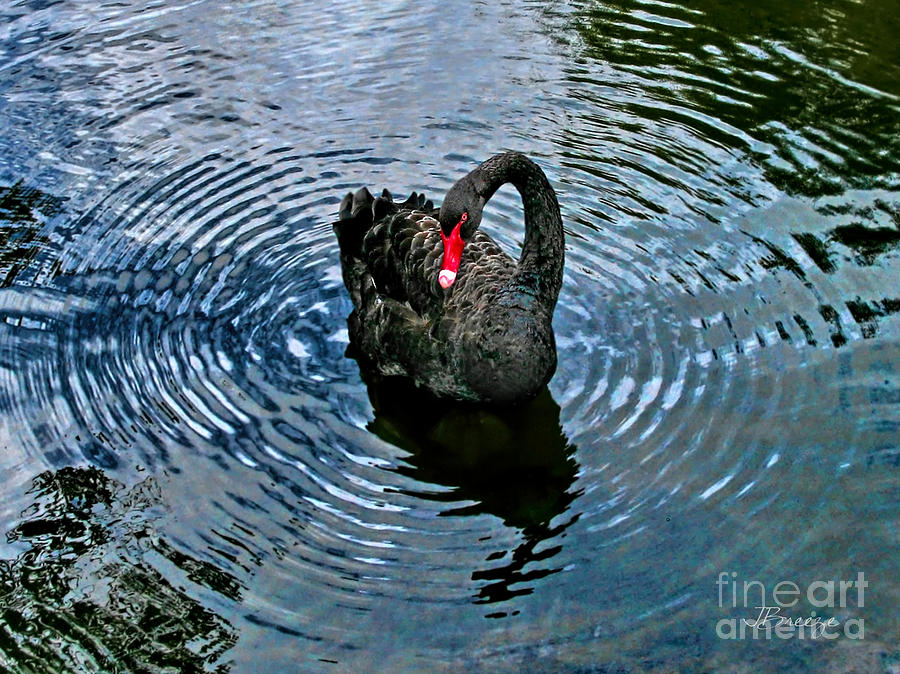 Pasifika Black Swan Photograph by Jennie Breeze