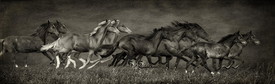Paso Peruvian Horses on the Run Photograph by Priscilla Burgers