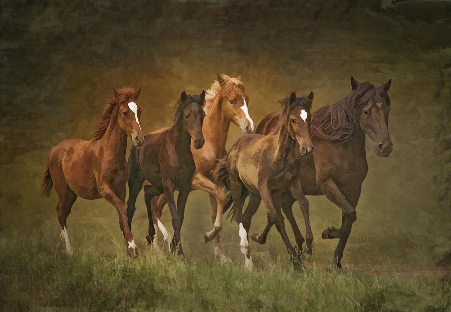 Horse Photograph - Paso Peruvians by Priscilla Burgers