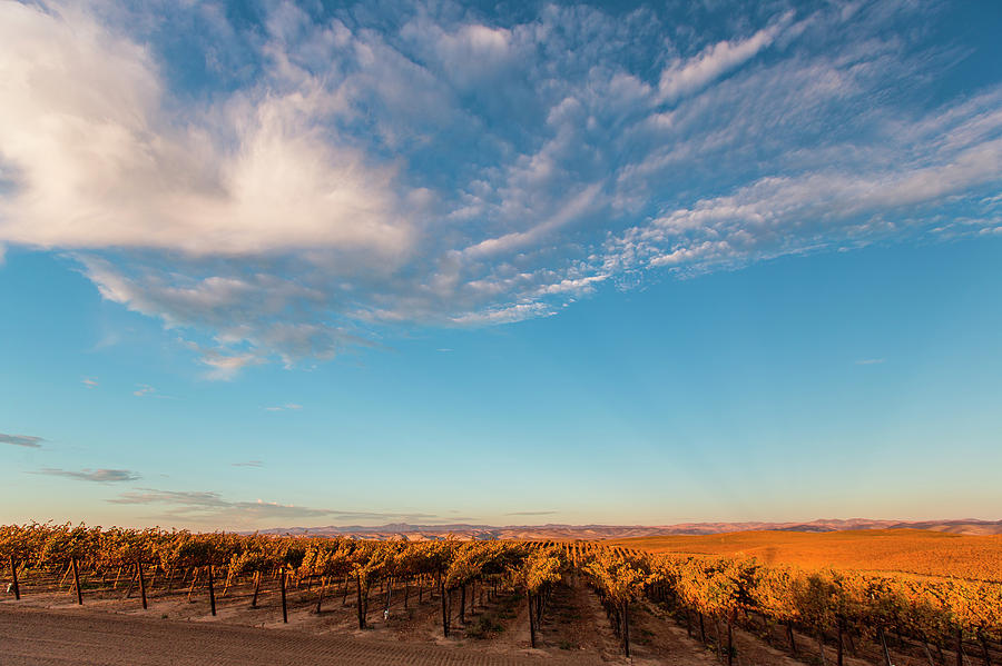 Nature Photograph - Paso Robles Vineyards by Sam Wells