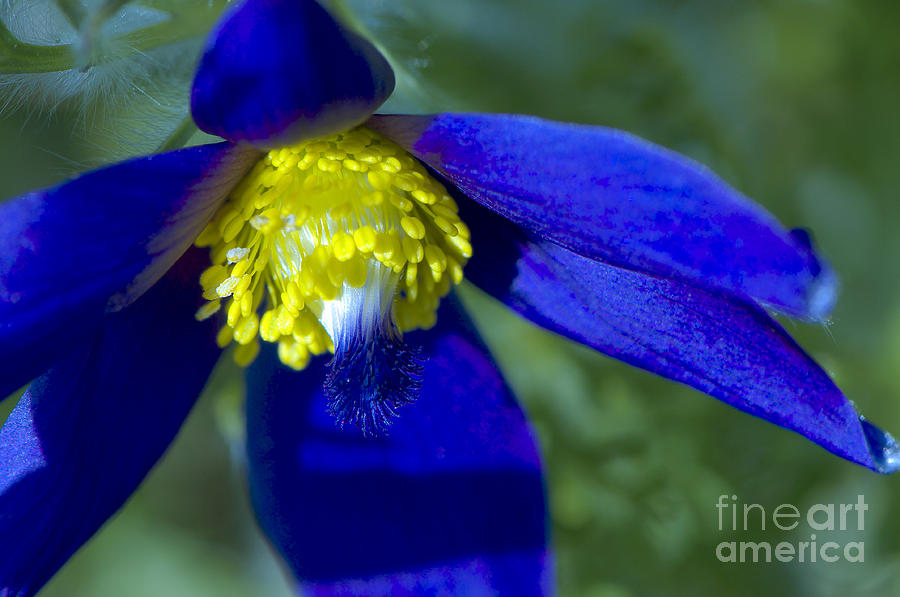 Pasque Flower Photograph - Pasque Flower Blue 3 by Sharon Talson