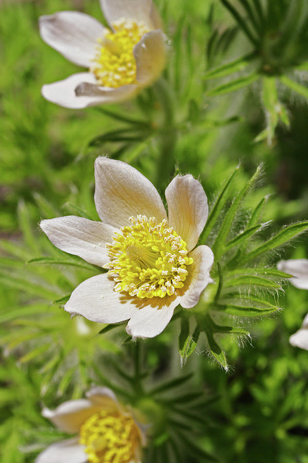 Pasque Flower Photograph by Dan Sams/science Photo Library - Fine Art ...