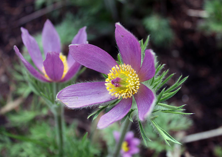 Pasque Flower Photograph by Gerry Bates