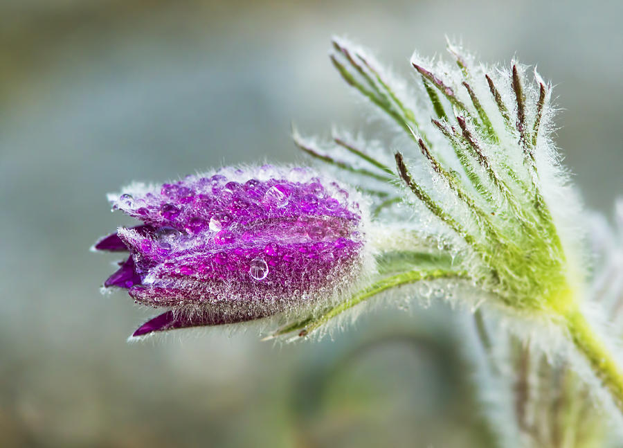 Pasque flower Photograph by Mircea Costina Photography