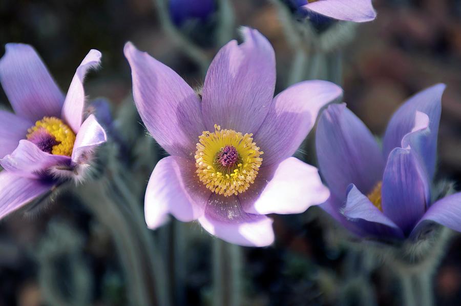 Flower Photograph - Pasque Flower (pulsatilla Halleri) by Sam K Tran/science Photo Library