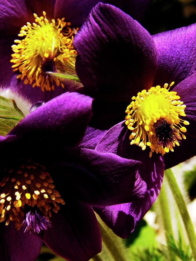 Spring Photograph - Pasque Flower (pulsatilla) by Ian Gowland/science Photo Library