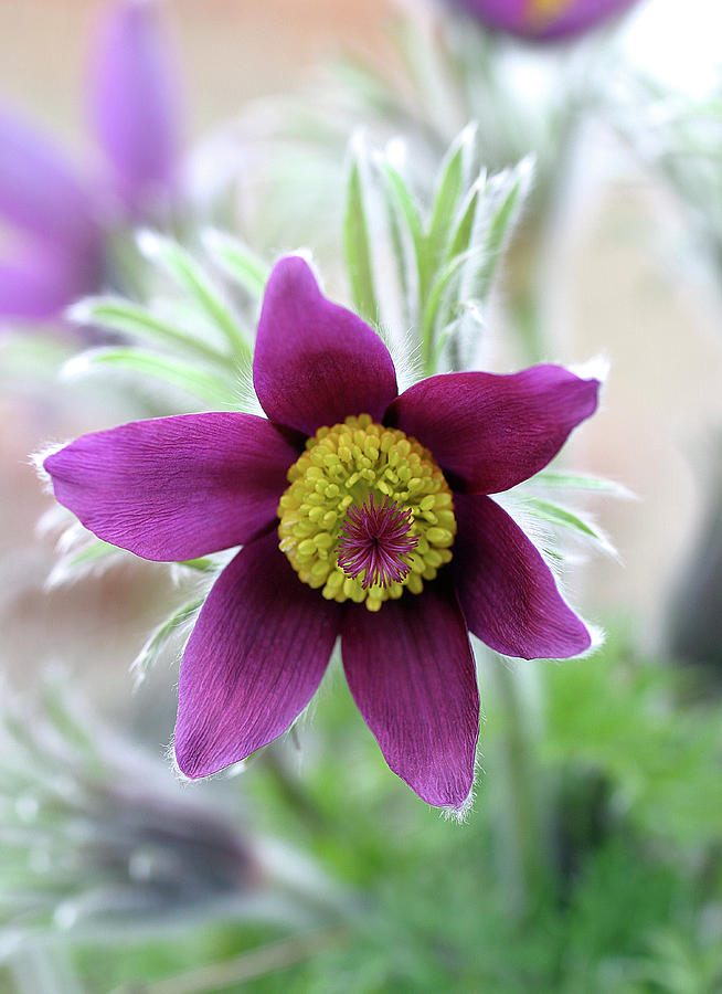 Spring Photograph - Pasque Flower (pulsatilla Vulgaris) by John Devries/science Photo Library