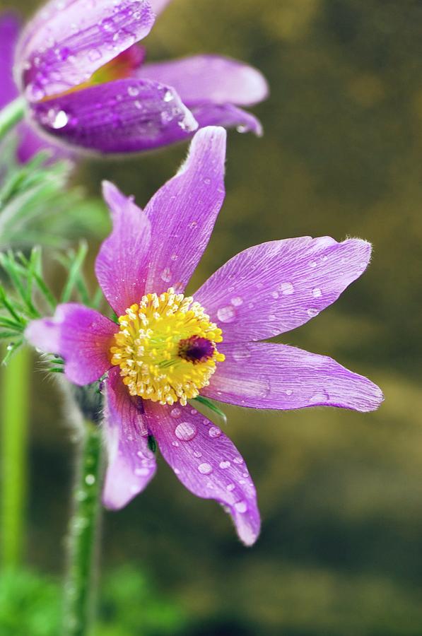 Spring Photograph - Pasque Flower (pulsatilla Zimmermanii) by Adrian Thomas/science Photo Library