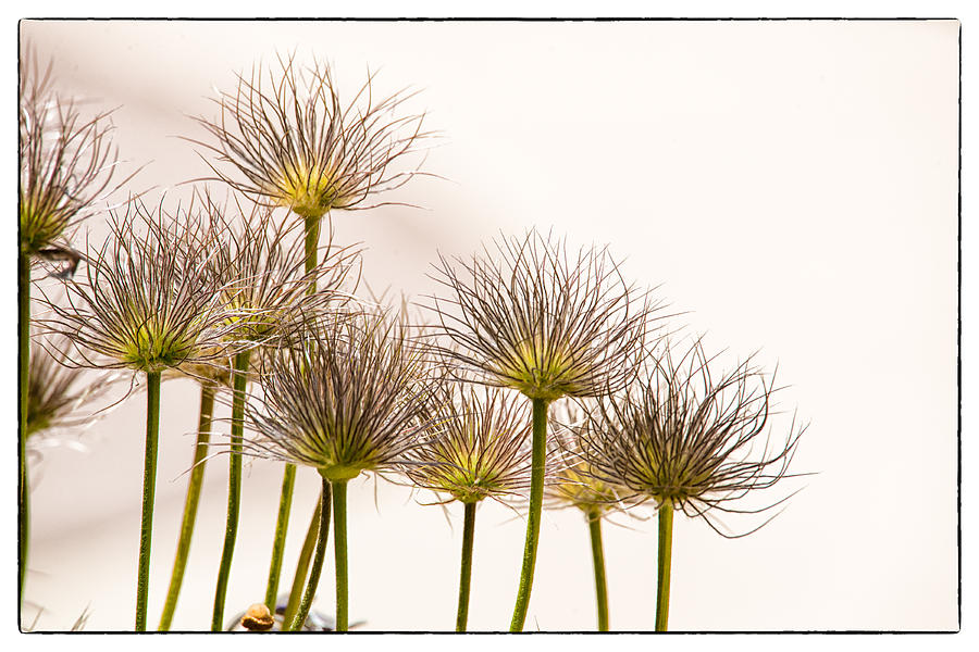 Pasque Flower Seed Pods Photograph by Janis Knight