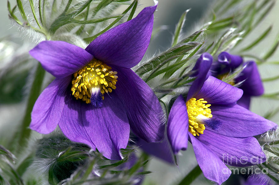 Pasque Flower Photograph - Pasque Flower by Sharon Talson