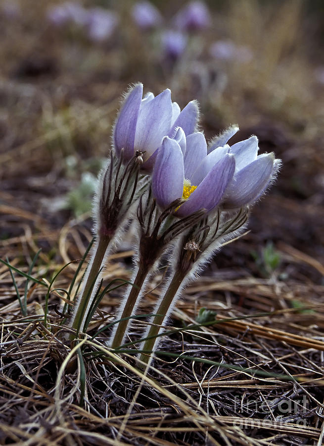 Pasque flower Photograph by Steven Ralser