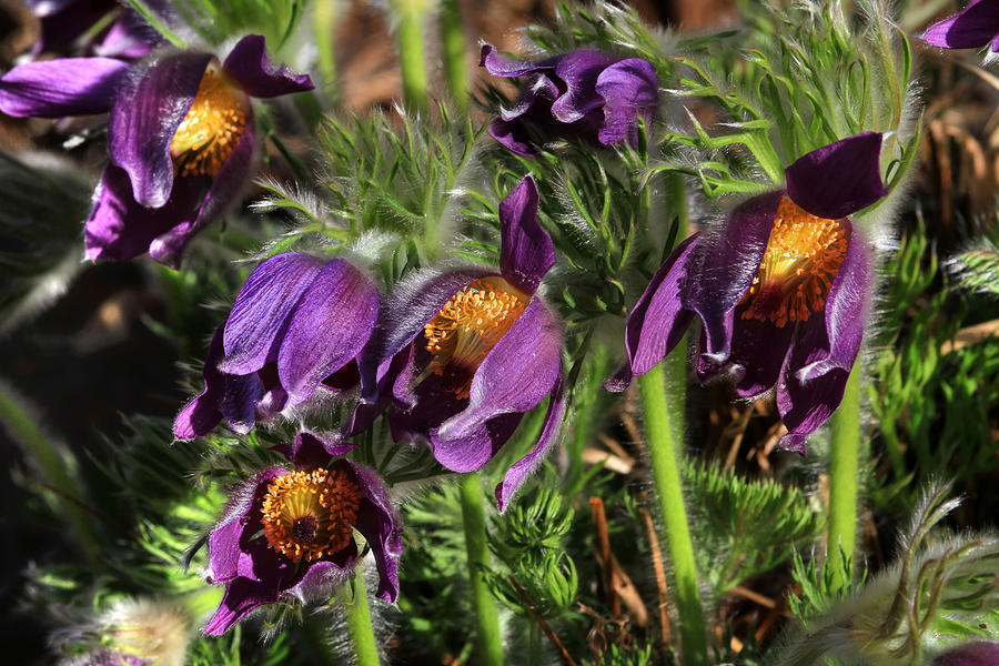 Flower Photograph - Pasque Flowers by Donna Kennedy