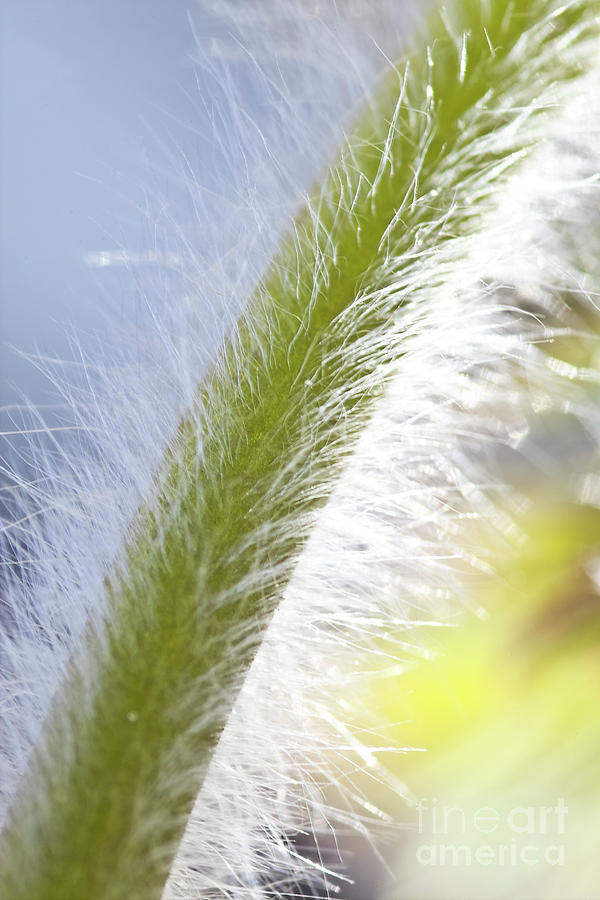 Nature Photograph - Pasqueflower stem  by Heiko Koehrer-Wagner