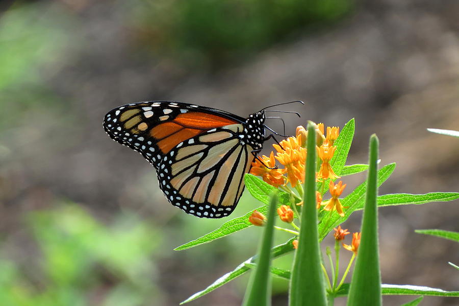 Pass the Butterfly Weed Photograph by Sandy Frey - Fine Art America