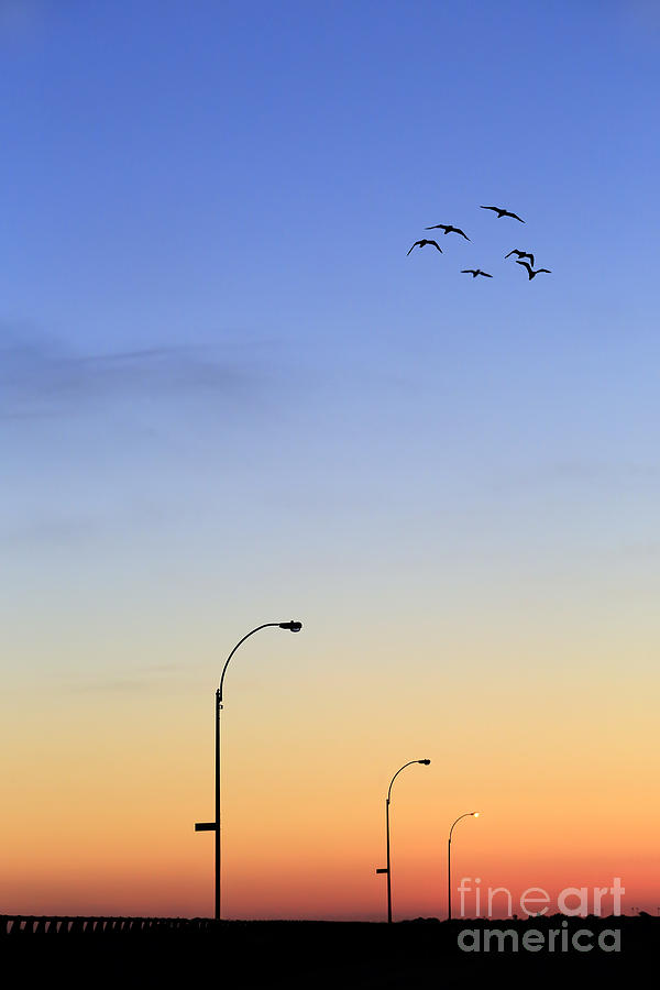 Bird Photograph - Passage Into Dawn by Evelina Kremsdorf