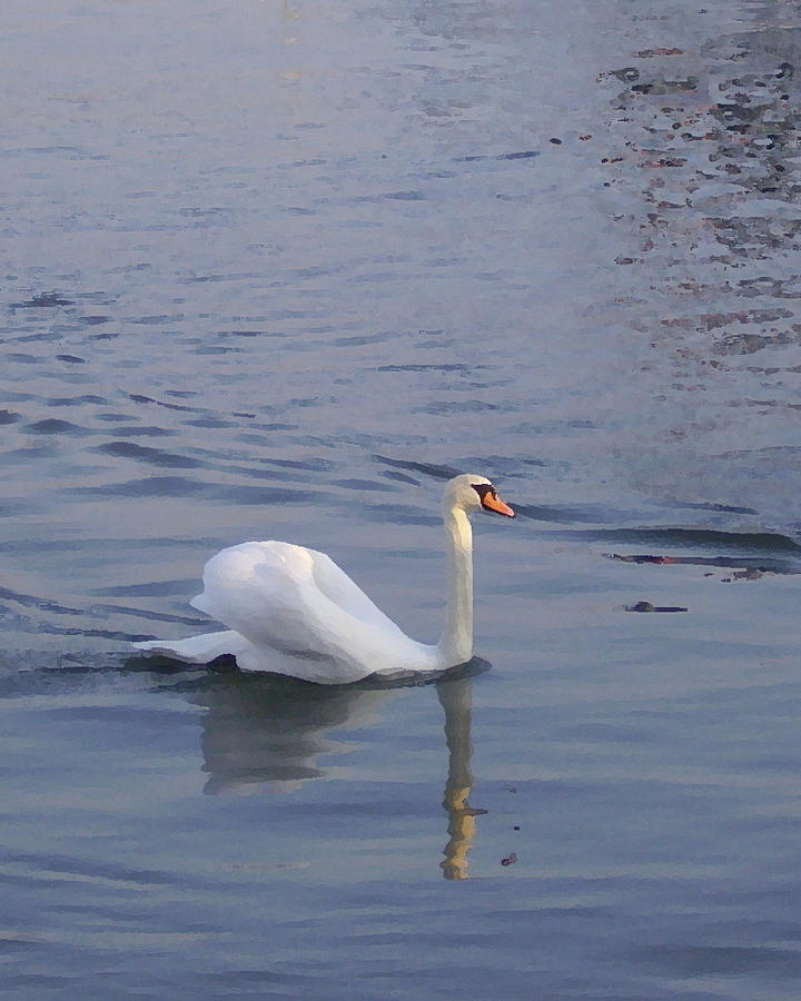Passau Swan Photograph by Lin Grosvenor