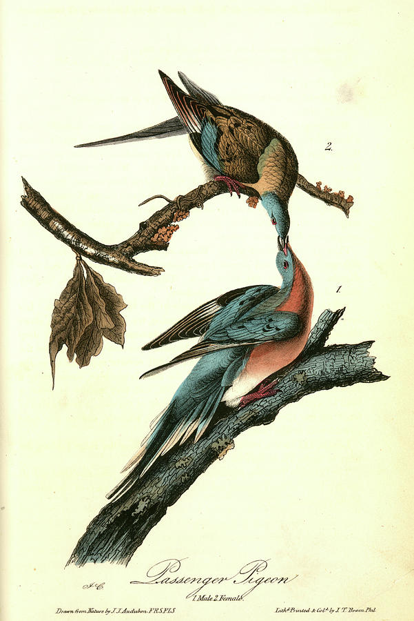 Bird Drawing - Passenger Pigeon. 1. Male. 2. Female by Artokoloro