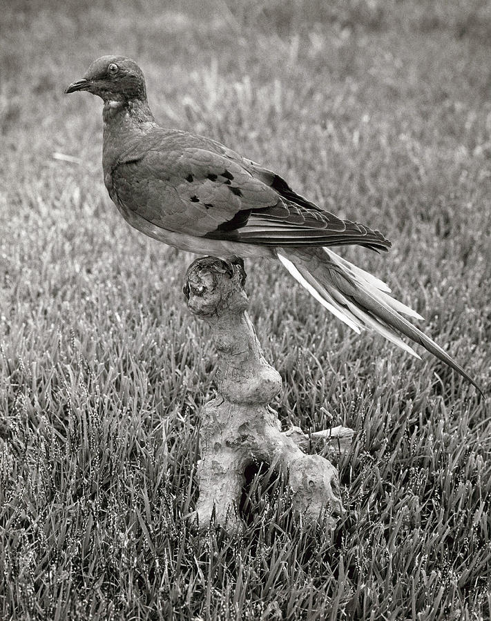 Passenger Pigeon Photograph by George Laycock