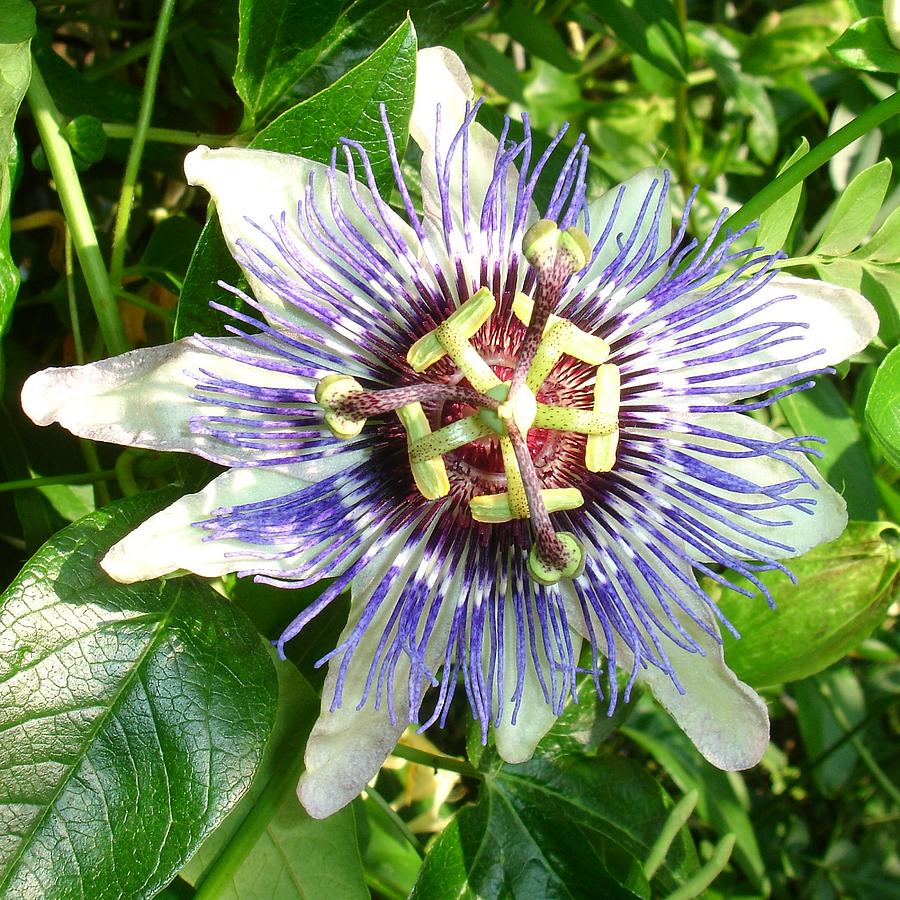 Passiflora Against Green Foliage In A Garden  Photograph by Taiche Acrylic Art