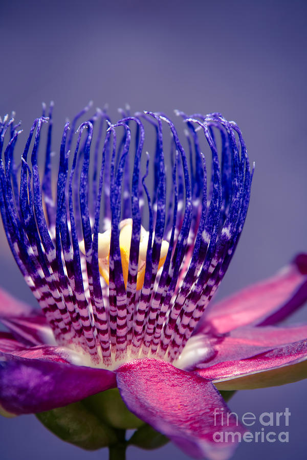 Nature Photograph - Passiflora alata - Ruby Star - Ouvaca - Fragrant Granadilla -  Winged-Stem Passion Flower by Sharon Mau