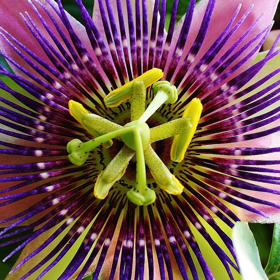 Nature Photograph - Passiflora by Bruce Bley