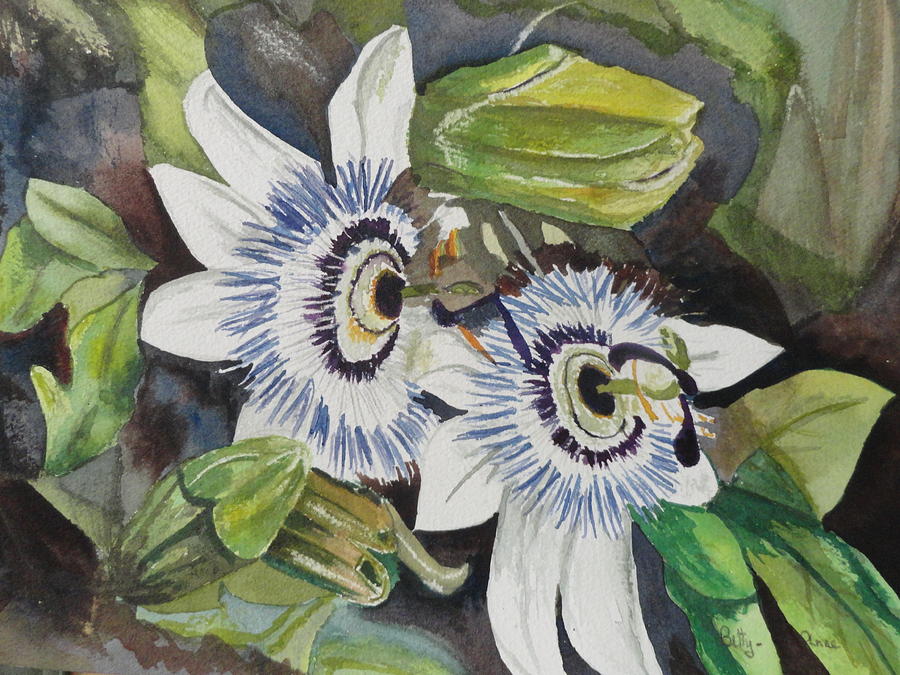Passiflora Cerulia Painting by Betty-Anne McDonald
