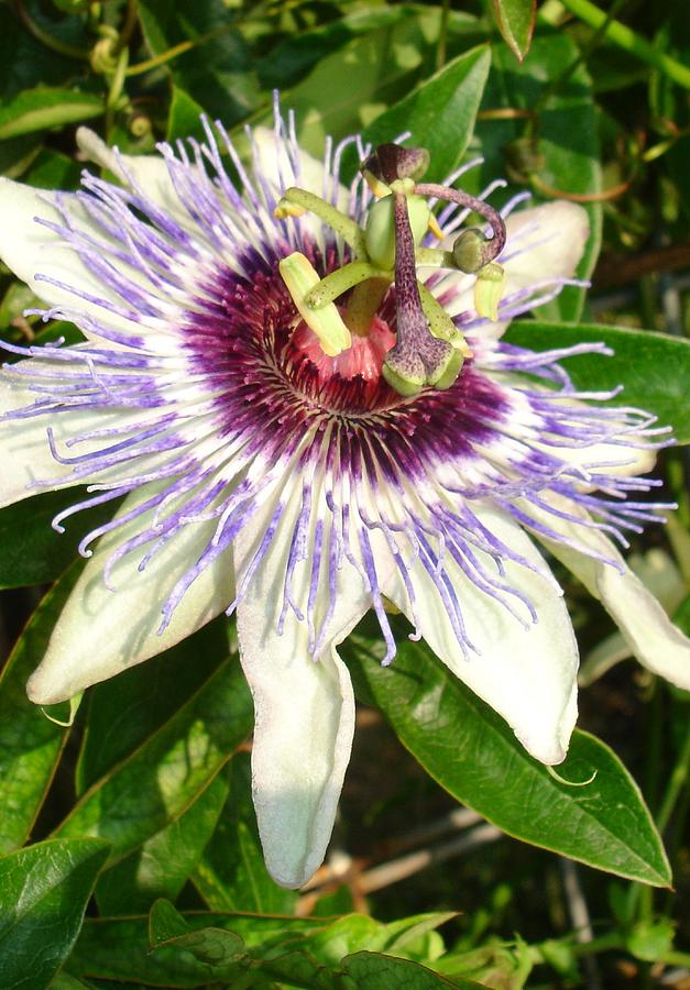 Passiflora Close Up With Garden Background  Photograph by Taiche Acrylic Art