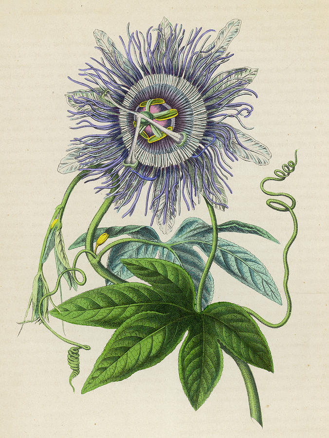 passion flower drawing