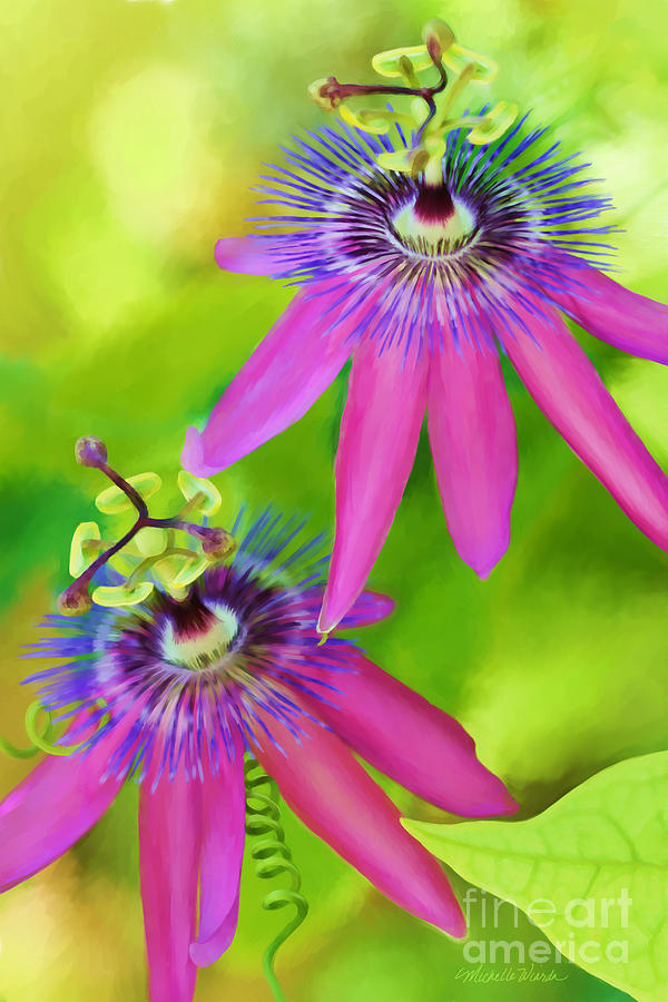 Passiflora Piresii Vine  - Passiflora Twins Digital Art by Michelle Constantine